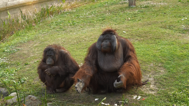 六个团子的相关动态_哔哩哔哩弹幕视频网
