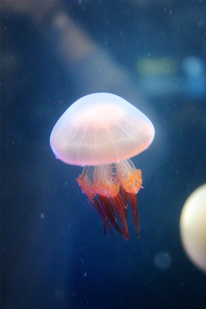 草履虫胡桃