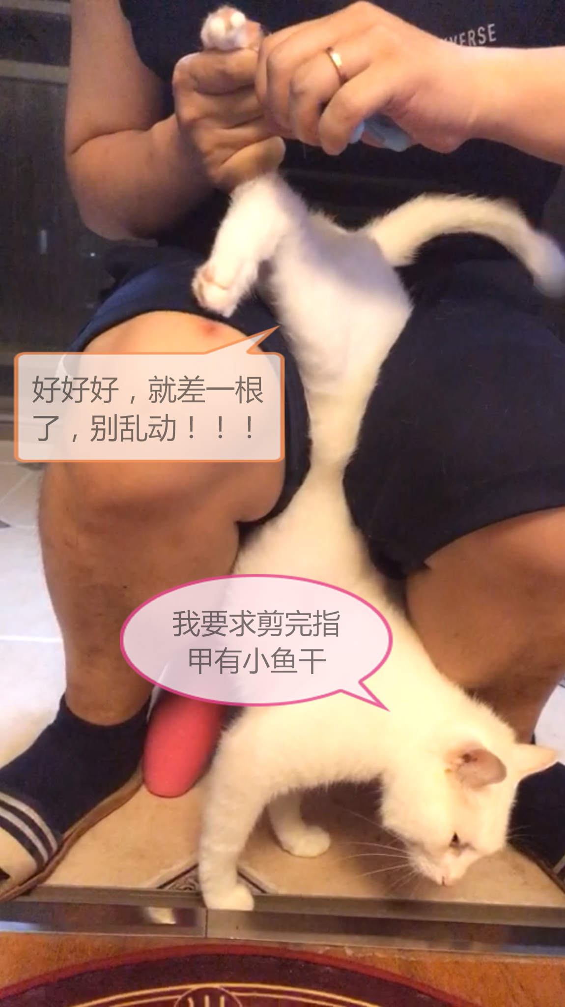魔都声控自摸汪