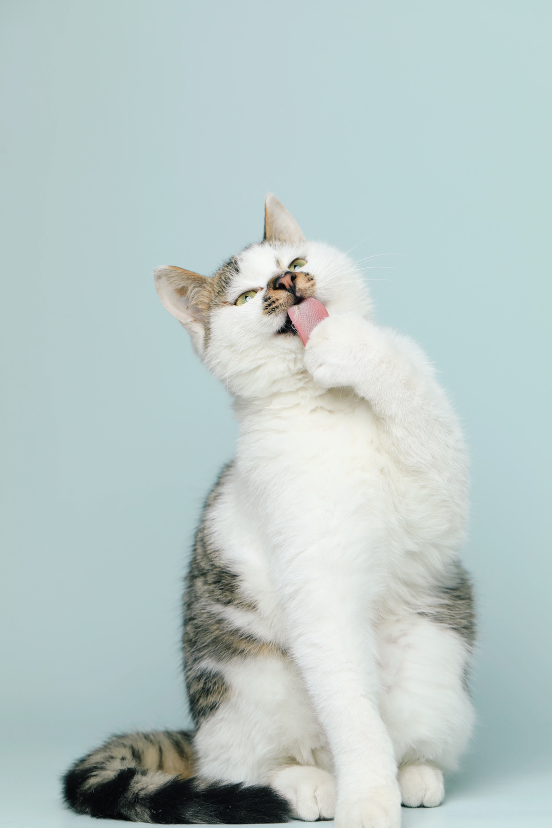 李喜猫 _ 哔哩哔哩相簿