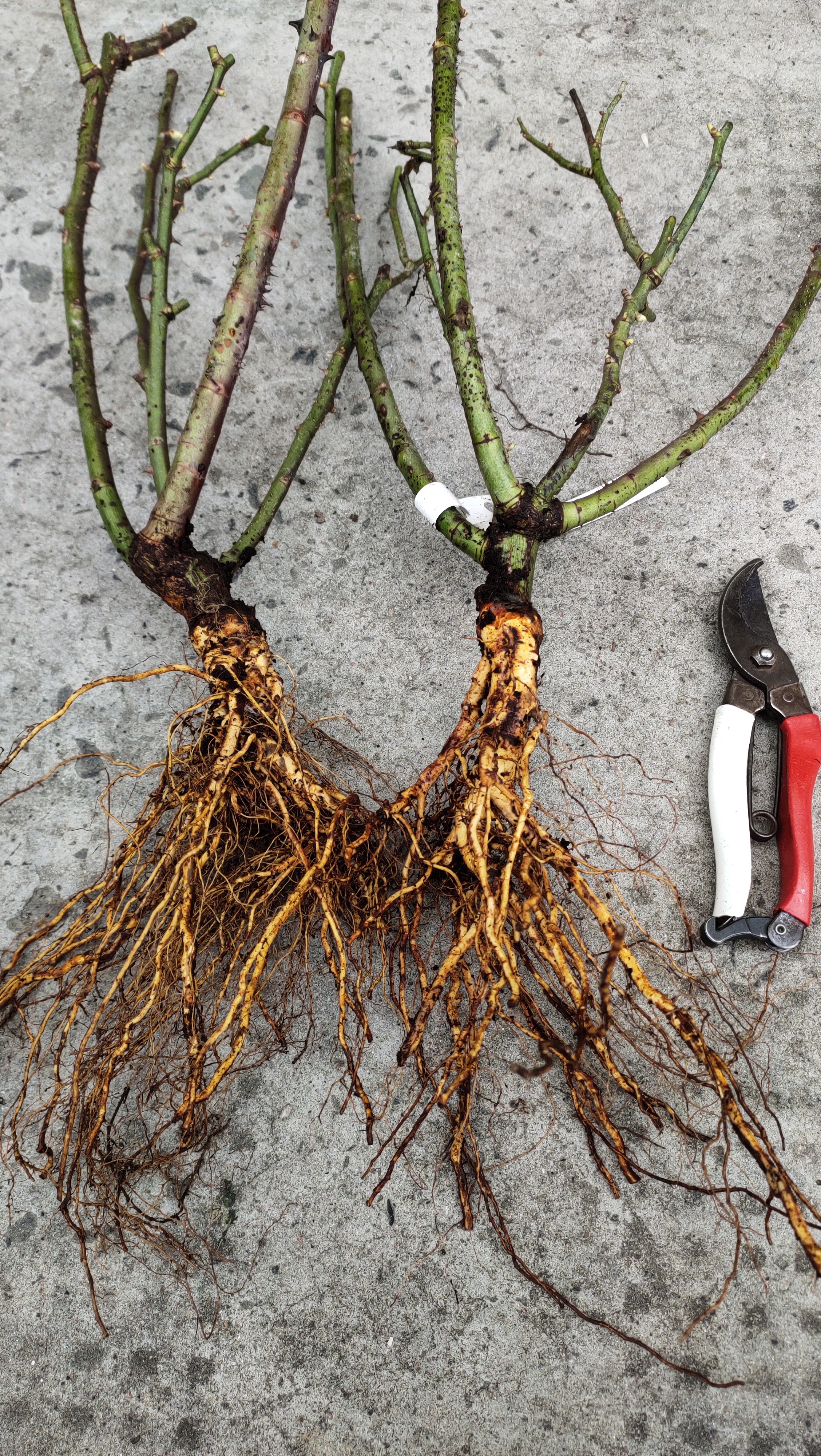 上传时间:2020-03-04 11:31:57