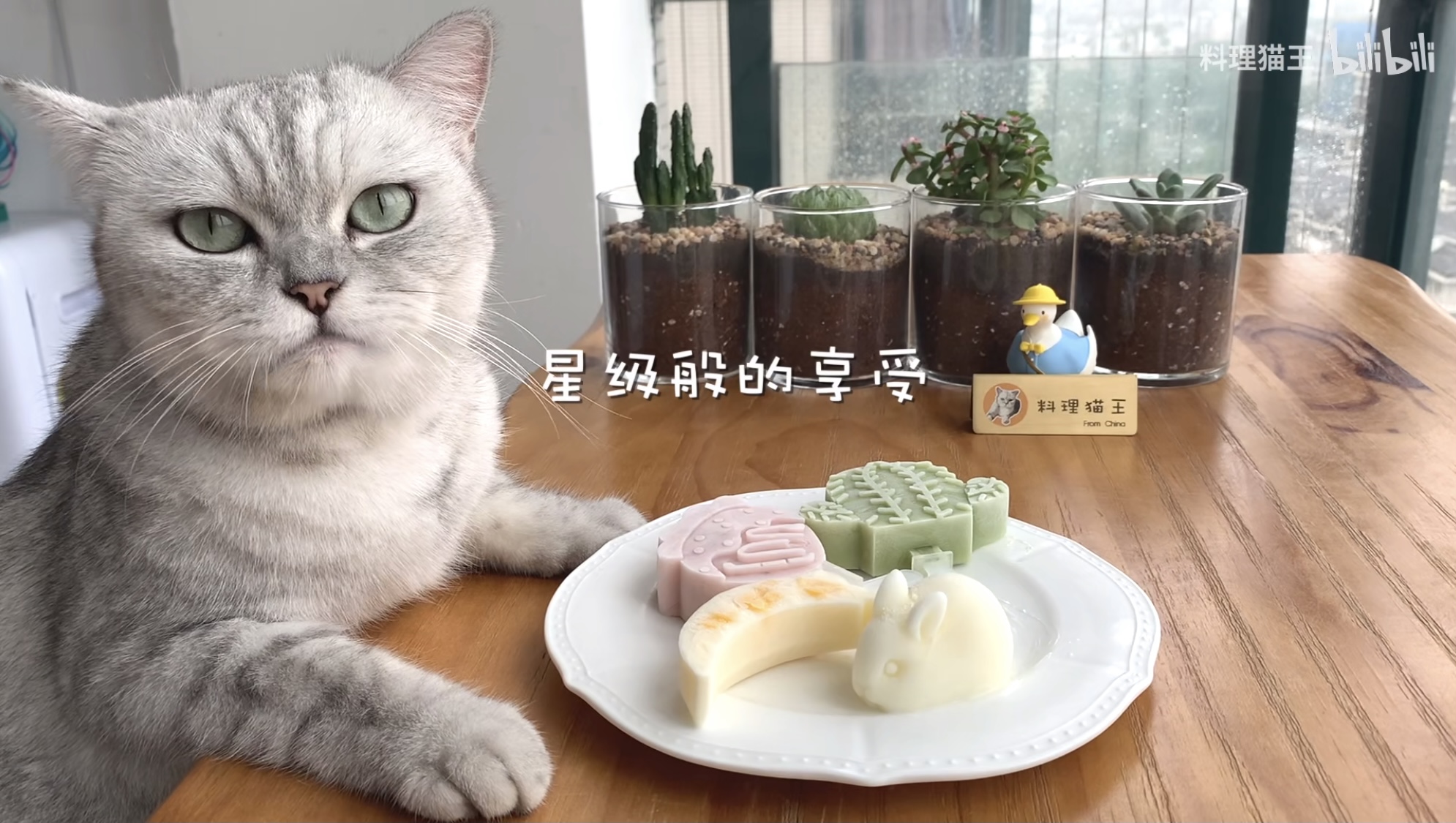 料理猫王 _ 哔哩哔哩相簿