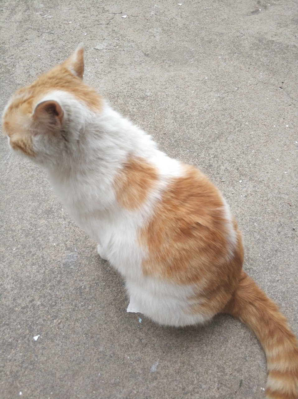 短腿橘猫