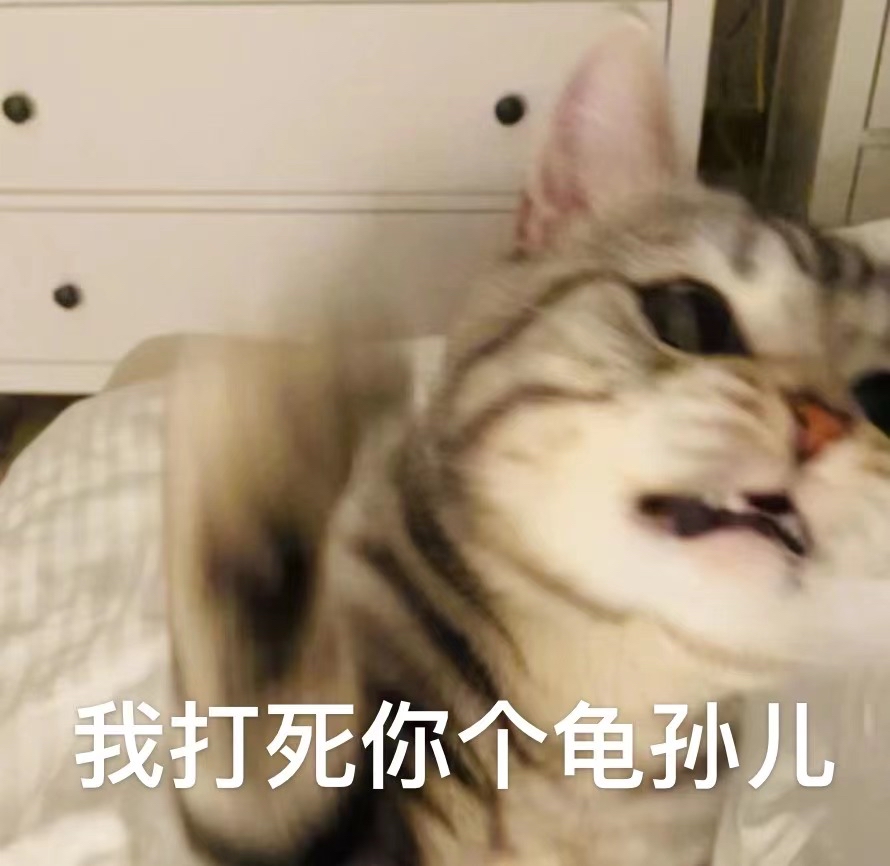 吸猫日报#七宝的表情包