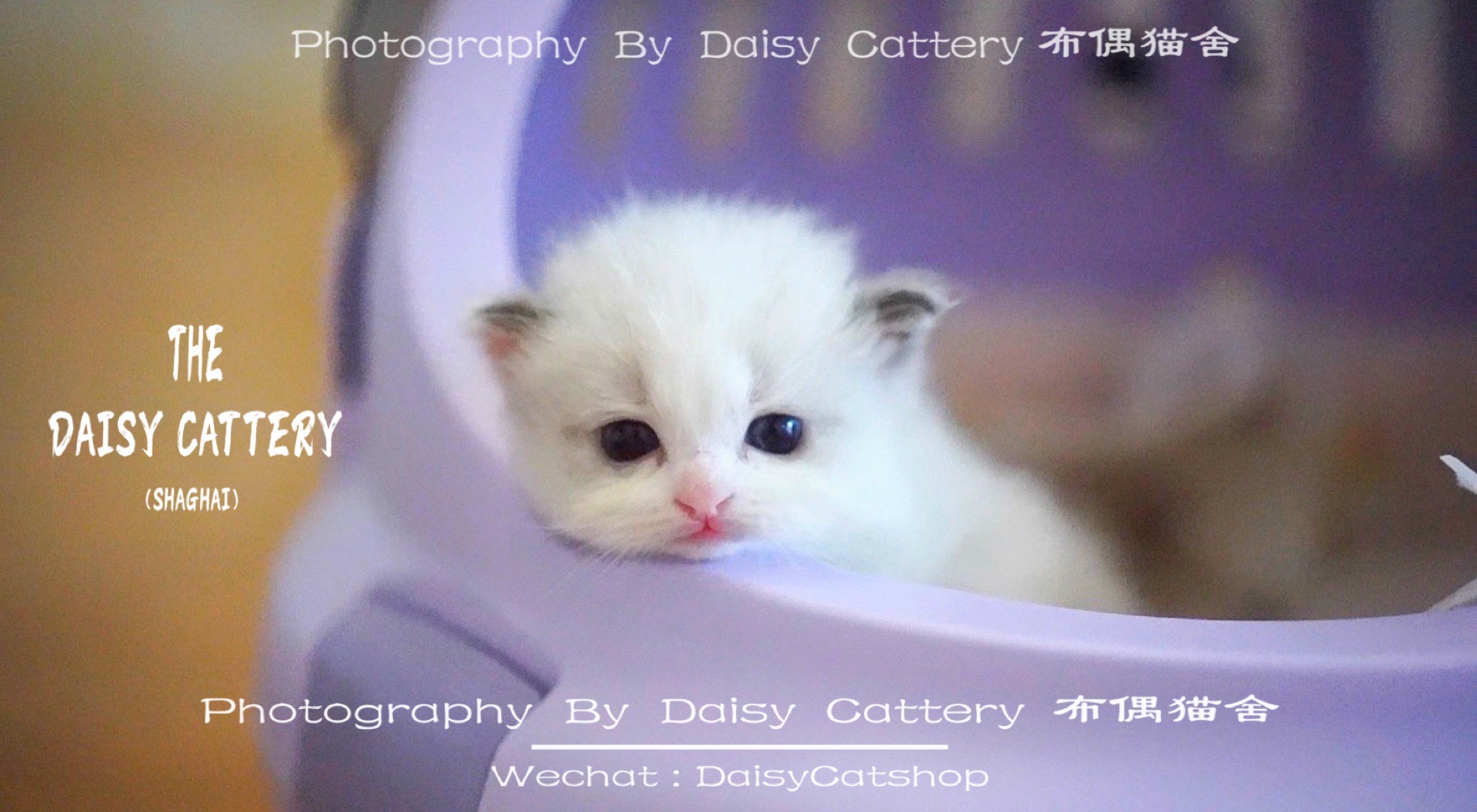 daisy与布偶猫 _ 哔哩哔哩相簿