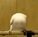 闲置药草:超级瞄准已部署,瞄准部位,队友头部