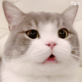 哔哩哔哩相簿,绘你所想,拍你所爱