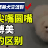 尖嘴圆嘴博美的区别