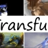 Transfur-30