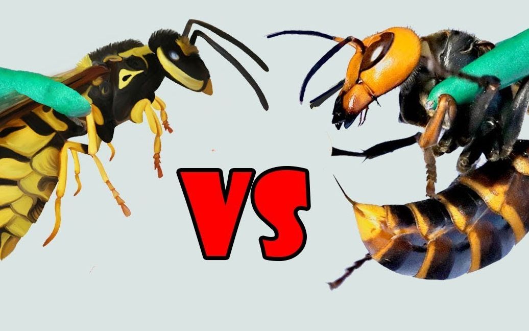 大黄蜂VS大蚂蜂，真正的较量，到底谁更胜一筹？