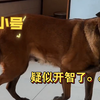 难道…追风逆袭开智啦