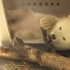 【白熊】小北极熊的简单快乐 一根树枝玩一天