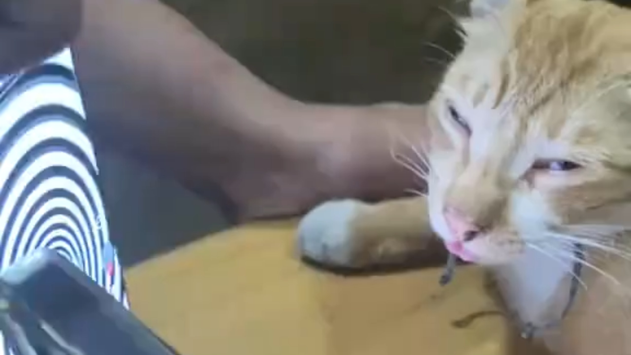 猫咪：会死机的！