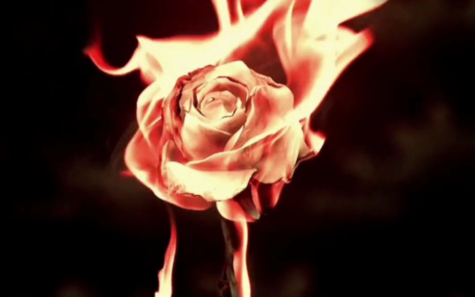 “玫瑰会燃烧殆尽，但爱意不止”
