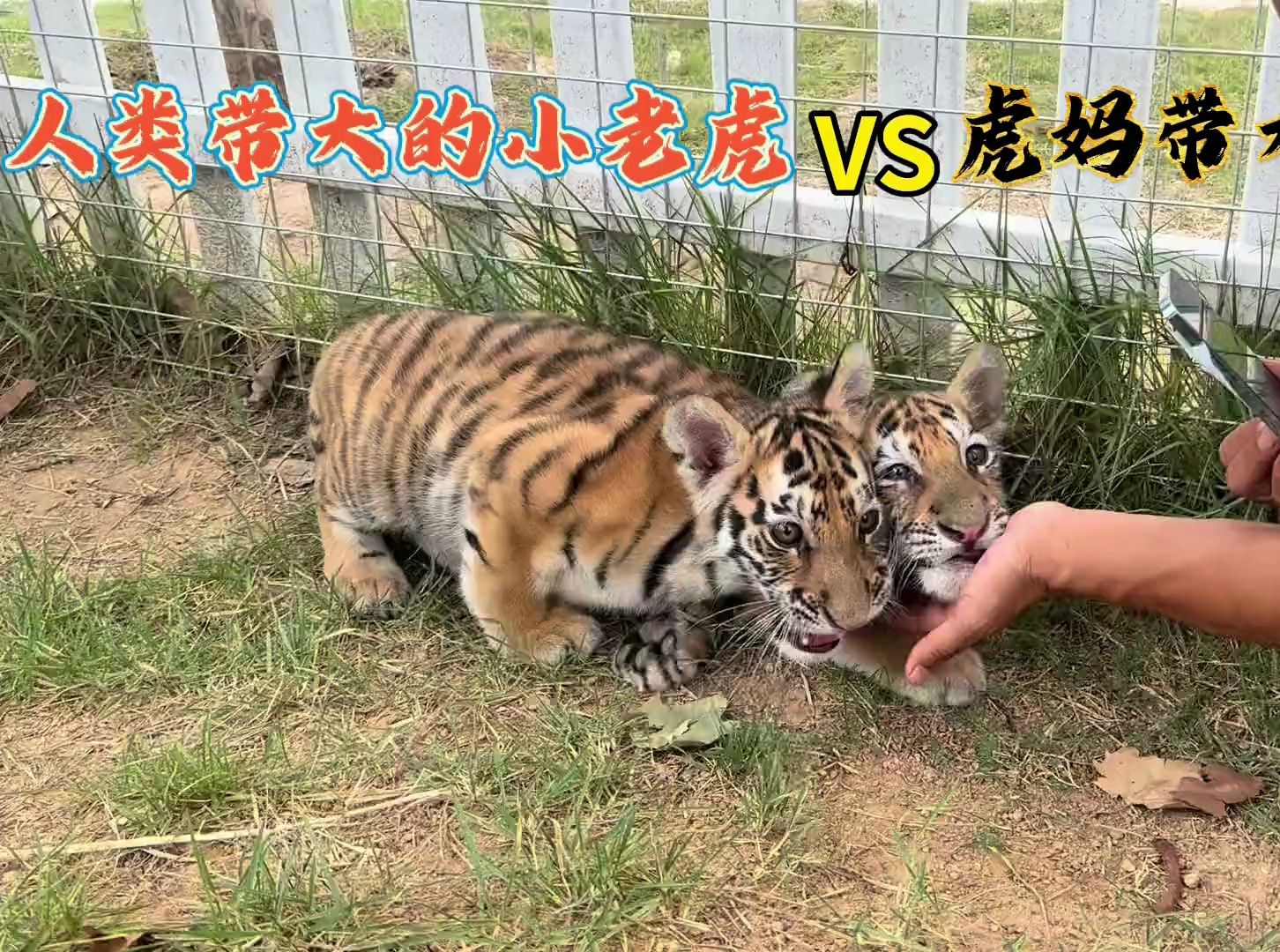 人类带大的小老虎VS虎妈带大的小老虎，小熊：为什么受伤的总是我