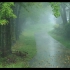 【自然の音と4K 映像】森の公園に降る雨