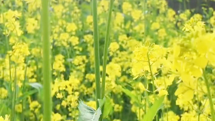 【花海】油菜花语哔哩哔哩bilibili