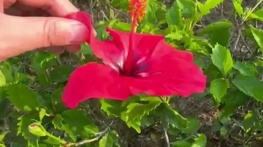 扶桑的单体雄蕊