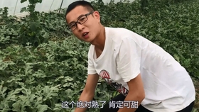 西瓜怎么看是不是打了甜蜜素 00b1e5ebfc15c79393065470f6f13edb4efacf33.jpg@280w_158h_1c_100q.jpg