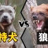 比特犬vs狼獾，家养与野生的巅峰对决，谁才是最无畏的王者？