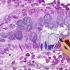《组织学与胚胎学》实验课讲解视频—上皮组织—单层柱状上皮