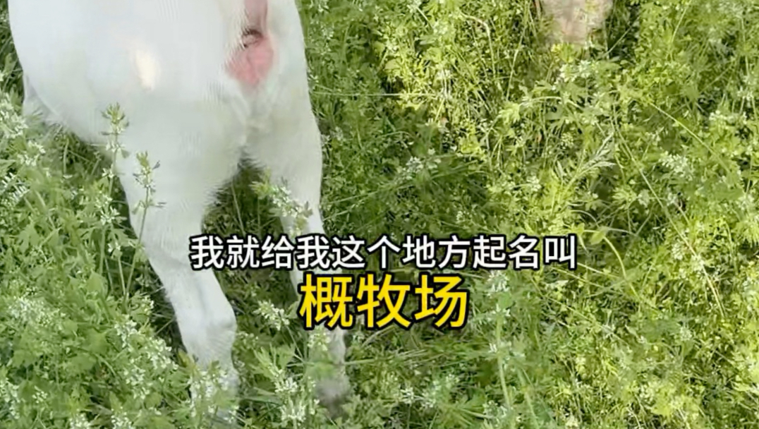 怎么就开始畜牧业生活了