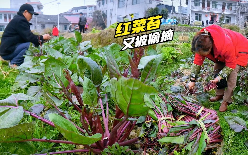 今年红菜苔长的贼多，又胖又嫩真喜人，居然又被谁偷摘了！好伤心