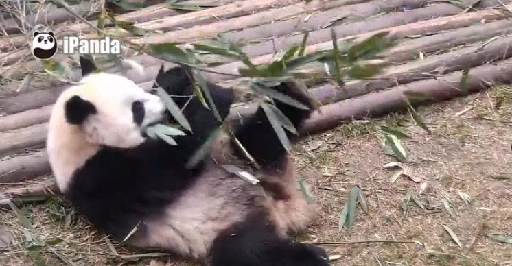 20180103大熊猫肉肉福来福顺娇奥双雄毛桃毛豆奇一星辉星繁虽然才住一