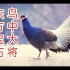 它是东方宝石，象征坚韧，勇敢，善斗，它就是国家一级保护动物褐马鸡