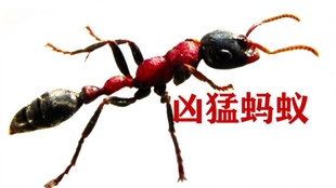 0161da897130ab8272b23904e0d61ffc59065a33.jpg@310w_174h_1c_100q.jpg