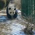 【大熊猫】金虎啊！我要怎么跟游客解释，你不是工作人员扮的，你是只真熊猫!