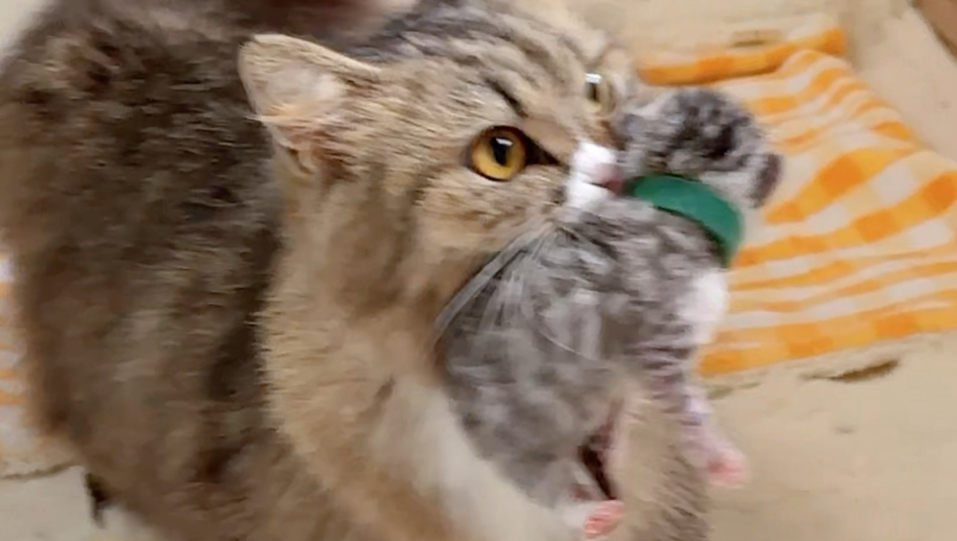 猫妈妈：只要我生了崽，全家的崽崽都是我的！