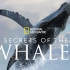 国家地理纪录片《鲸鱼的秘密》Secrets of the Whales【1080P】【自翻中英字幕】【更新至P2】