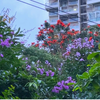 市政道路马路绿化随手拍：城市里的小森林·雨后的夏天·瞬间收藏家·我的物候学式人间记录·城市植物多样性观察日记·一些没有艺术前景的日常片段·一些无意义的日常碎片