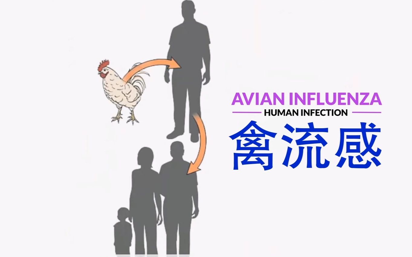 山东发生野生天鹅H5N8禽流感疫情：发病35只，死亡35只_深圳新闻网