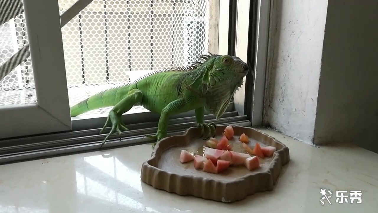 绿鬣蜥吃食小合集