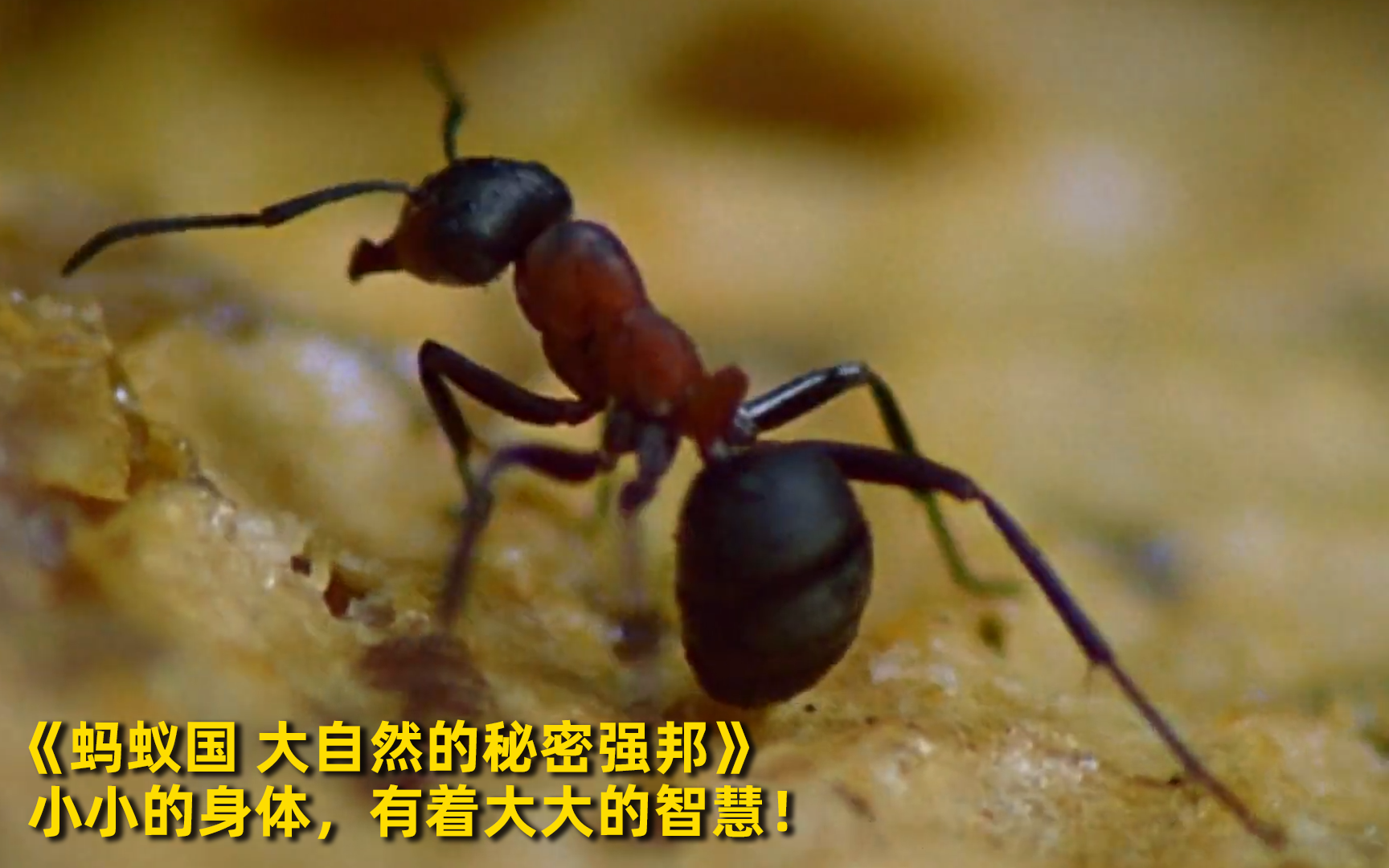 【蚂蚁国 大自然的秘密强邦】看点1：小小的身体，有着大大的智慧！ 竖版