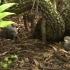 世界上最偏僻的岛屿-亨德森岛（皮特凯恩群岛）上的野生动植物