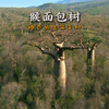 猴面包树