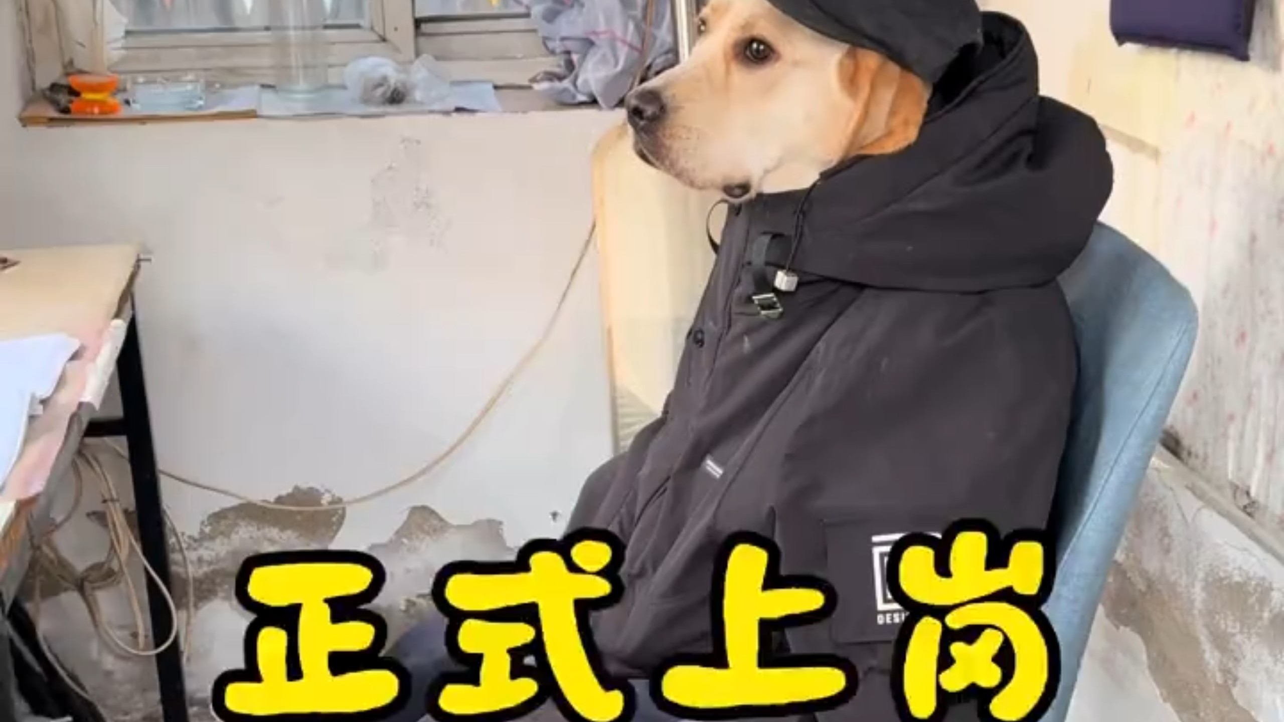 一上岗六亲不认，干脆装作不认识我#拉布拉多#宠物狗#养狗的乐趣 #狗狗的心思都写在脸上了#万物可爱计划