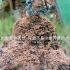 4K微距｜这部蚂蚁大片 出自一部手机｜HUAWEI P30pro拍摄作品