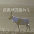 【1080P】纪录片《高原精灵藏羚羊》【CCTV9-HD】