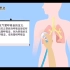 【诊断学】异常支气管呼吸音的定义及其常见原因