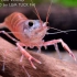 【原生环境】【东南亚】是我虾亚哒——红战狗沼虾