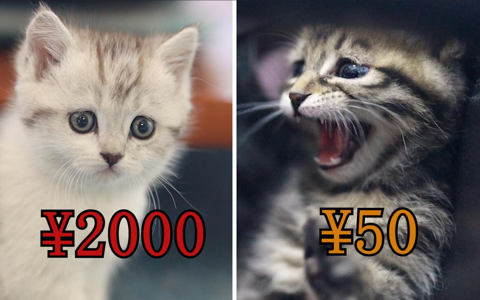 50元和2000元的猫有啥区别？2000的逐渐同化！