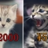 50元和2000元的猫有啥区别？2000的逐渐同化！