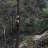 熊猫爬树(它是练过轻功吧)