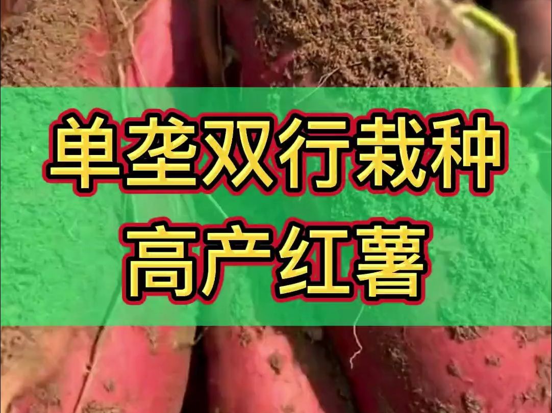 单垄双行栽种高产红薯