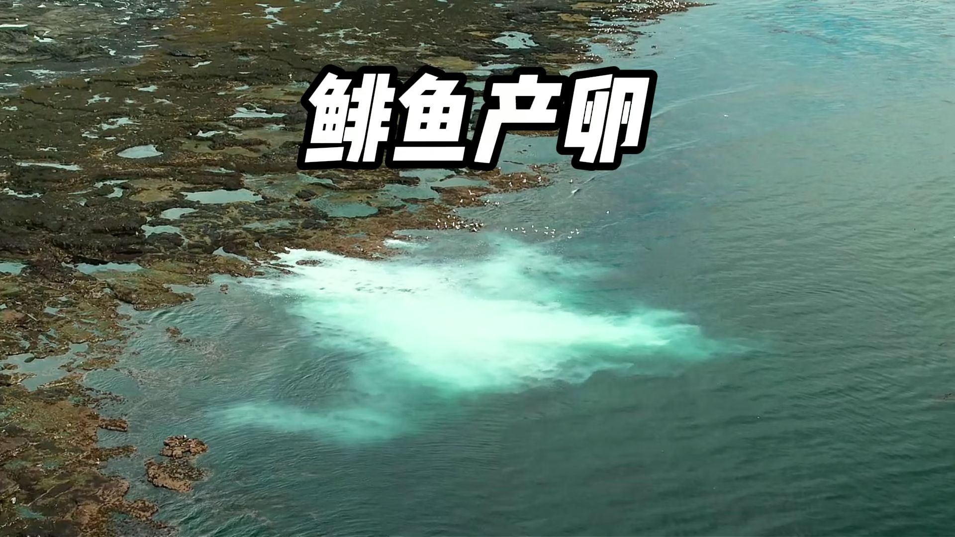 《鲱鱼大屠杀》食物链底端的鲱鱼的艰难繁衍之路