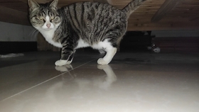 怎么给不听话的猫驱虫 0276cfe066496ea202b6c4b6b0e083be9e2c9209.jpg@280w_158h_1c_100q.jpg